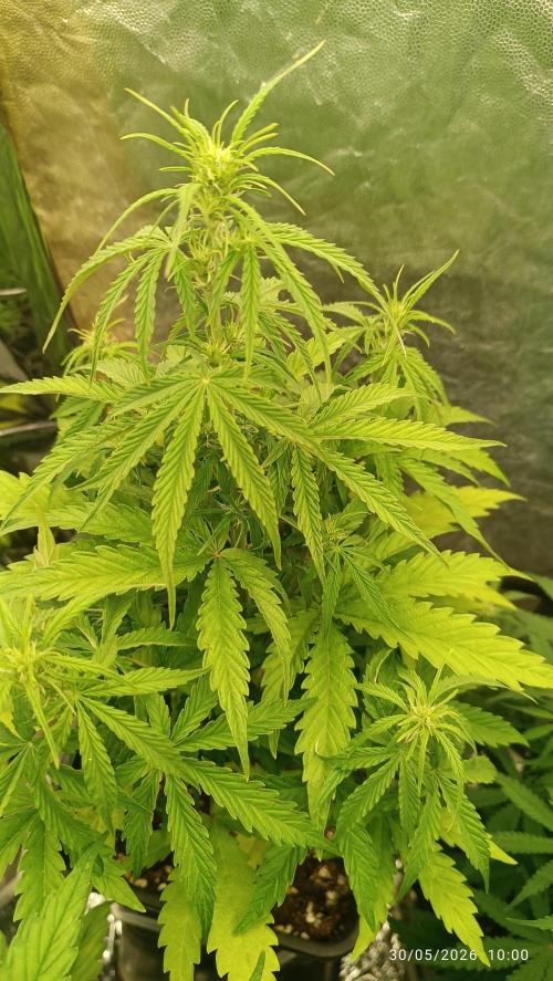 Creamzilla auto. Week 4