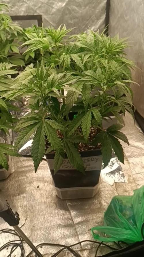 Strawberry 🍓 gorilla 🦍  auto RF 3