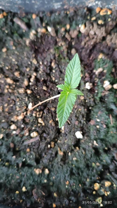 runtz KANNABIA. Week 1