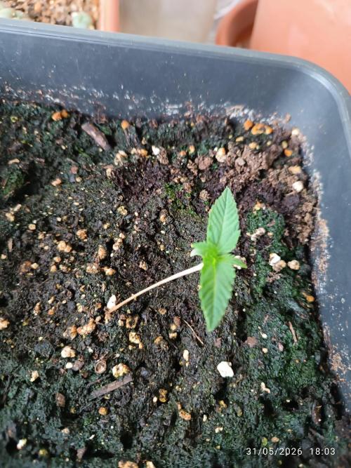 runtz KANNABIA. Week 1