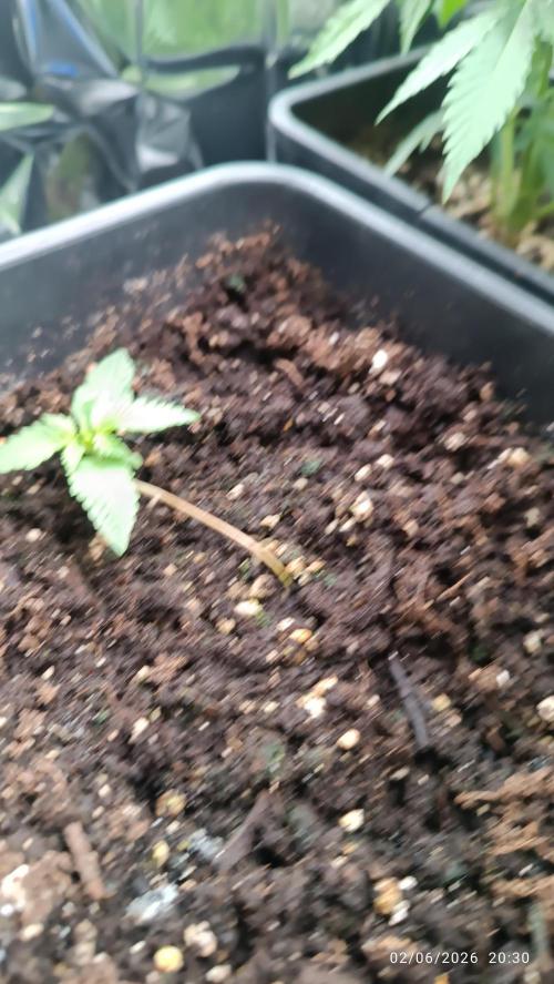 runtz KANNABIA. Week 1