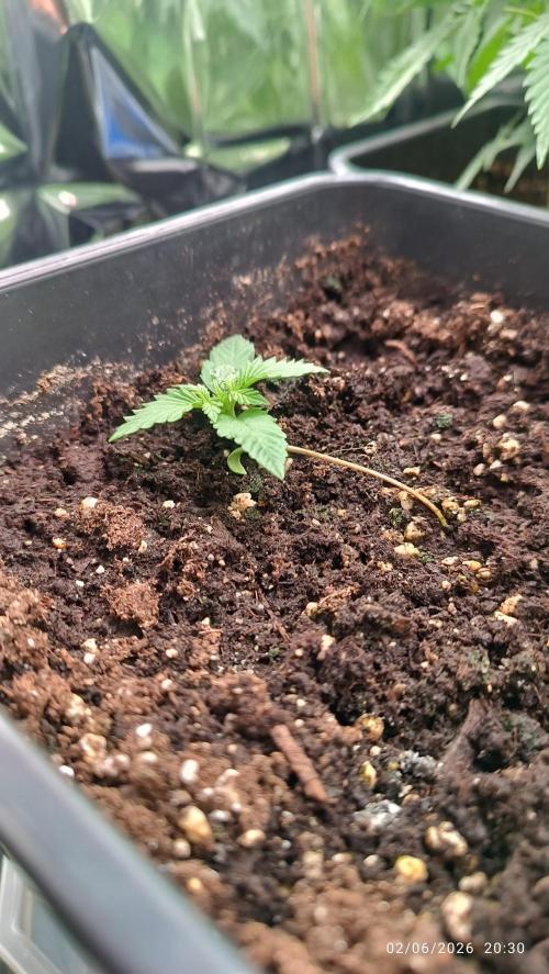 runtz KANNABIA. Week 1