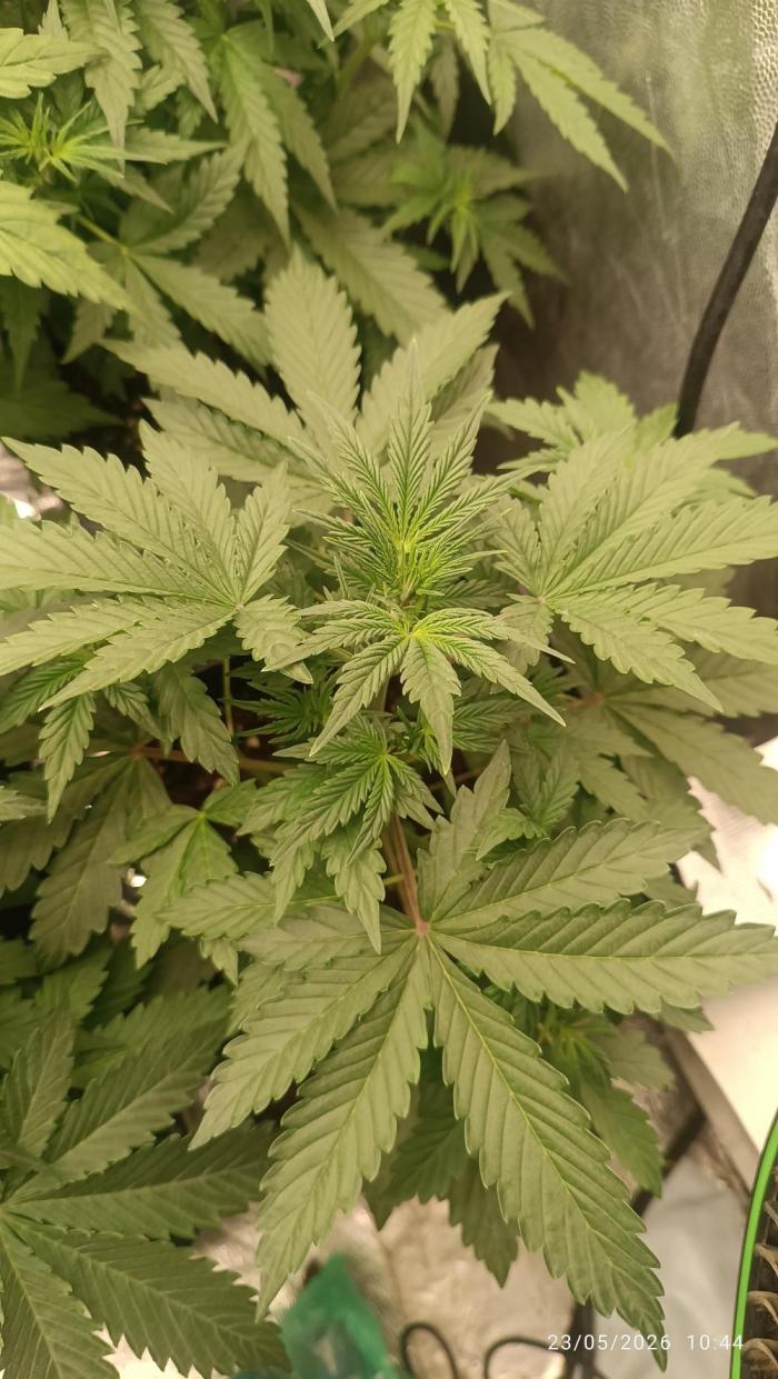 pinapple pulse auro. Week 4