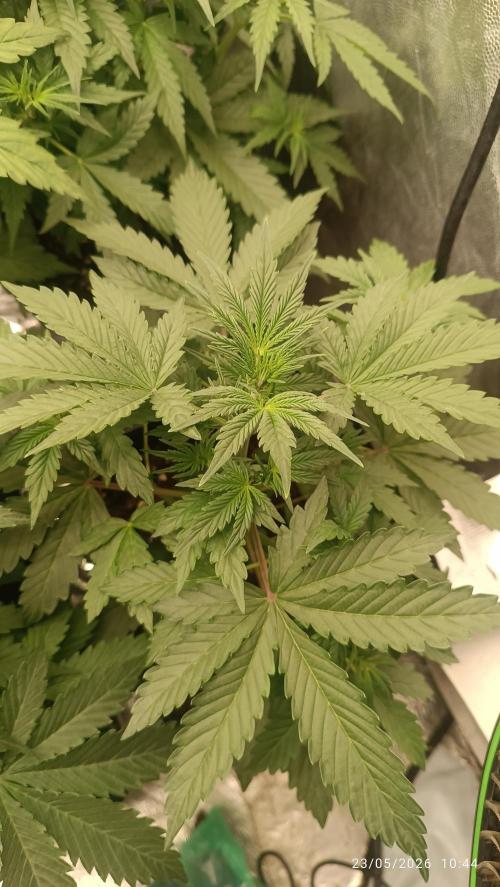 Pineapple Pulse Auto. Week 4
