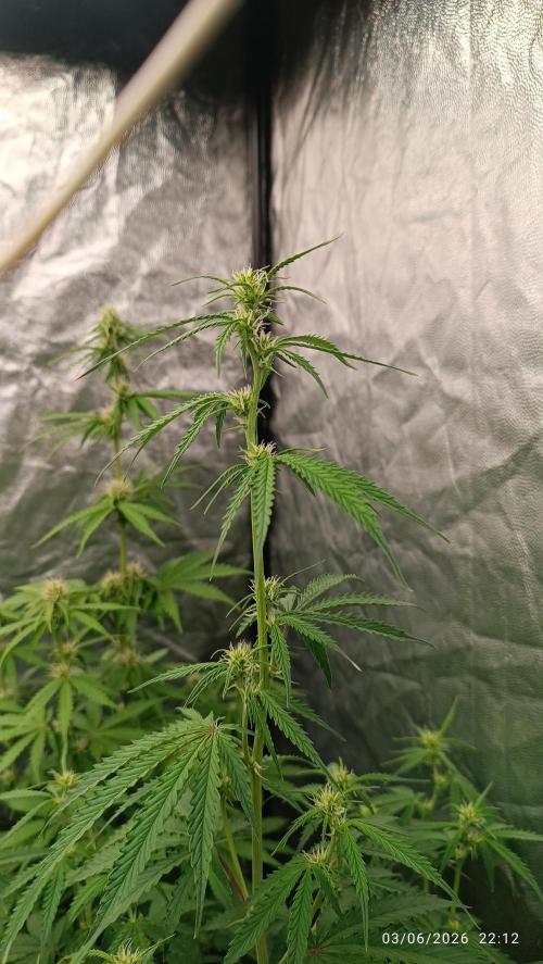 pinapple pulse auro. Week 5