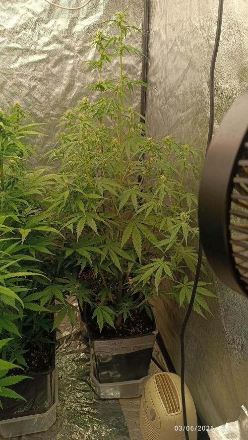 pinapple pulse auro. Week 5