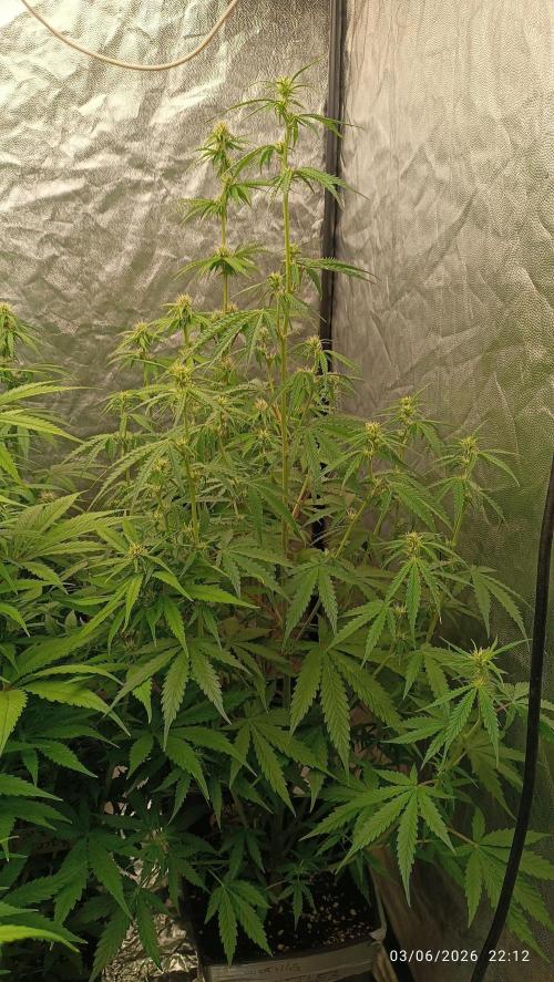 pinapple pulse auro. Week 5