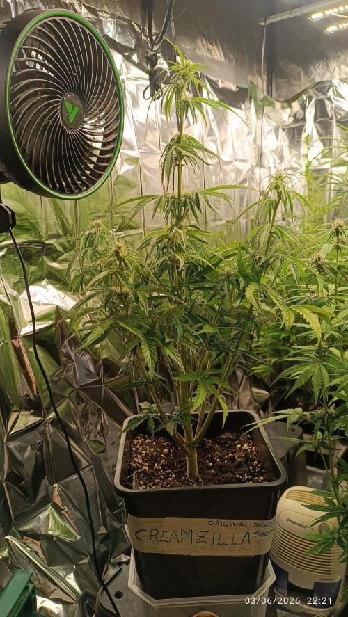 Creamzilla auto. Week 5