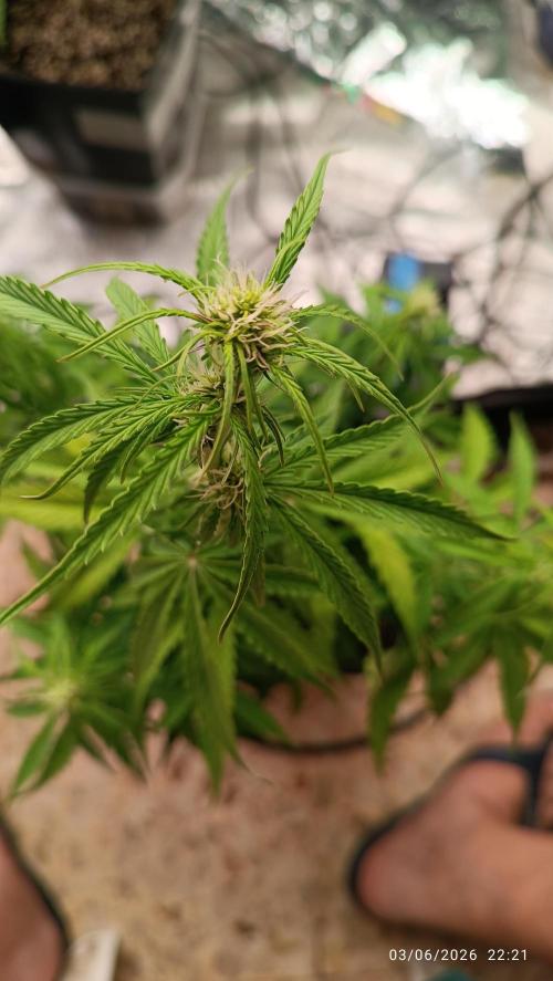 Creamzilla auto. Week 5