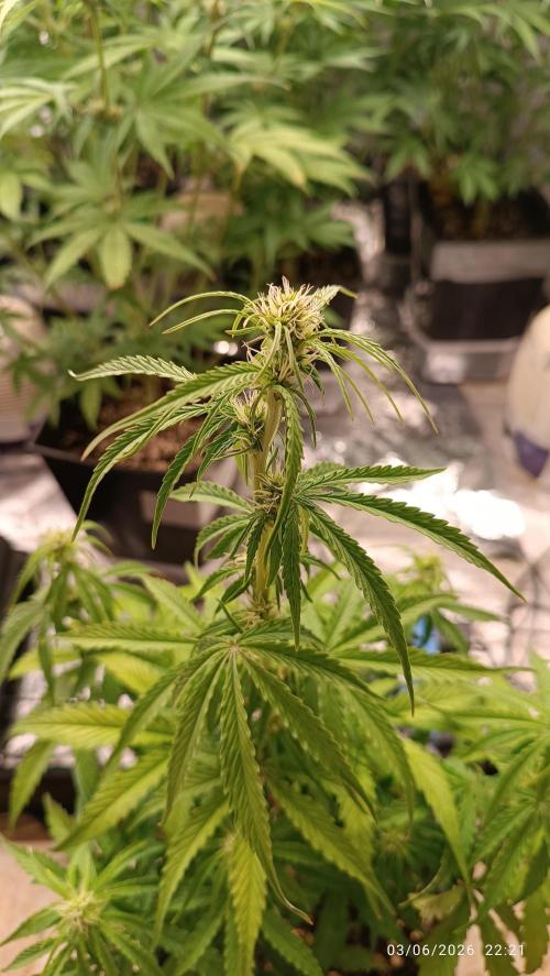 Creamzilla auto. Week 5