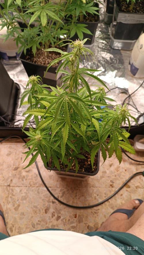 Creamzilla auto. Week 5