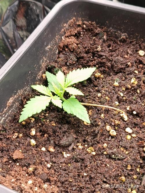 runtz KANNABIA. Week 1