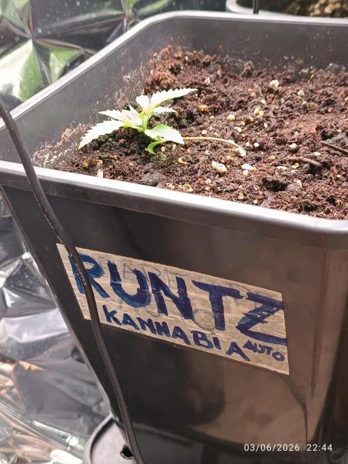 runtz KANNABIA. Week 1