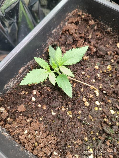 runtz KANNABIA. Week 1