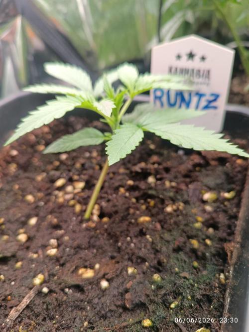 runtz KANNABIA. Week 2
