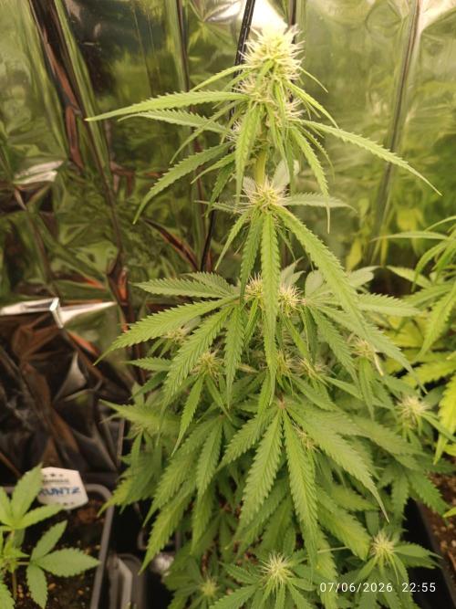 dream Sherbet KANNABIA. Week 6