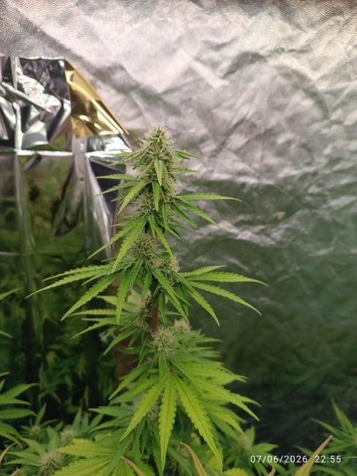 dream Sherbet KANNABIA. Week 6