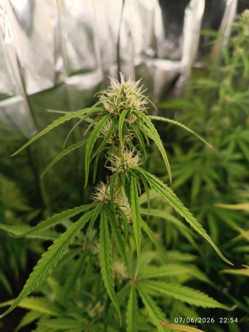 dream Sherbet KANNABIA. Week 6