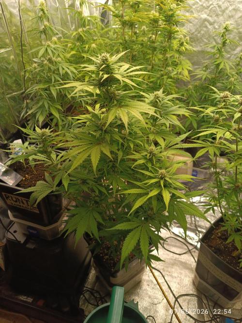 Strawberry 🍓 gorilla 🦍  auto RF 3. Week 6
