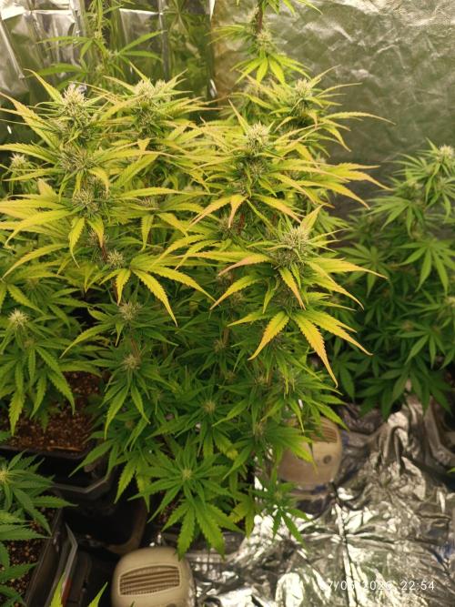 Strawberry 🍓 gorilla 🦍  auto RF 3. Week 6