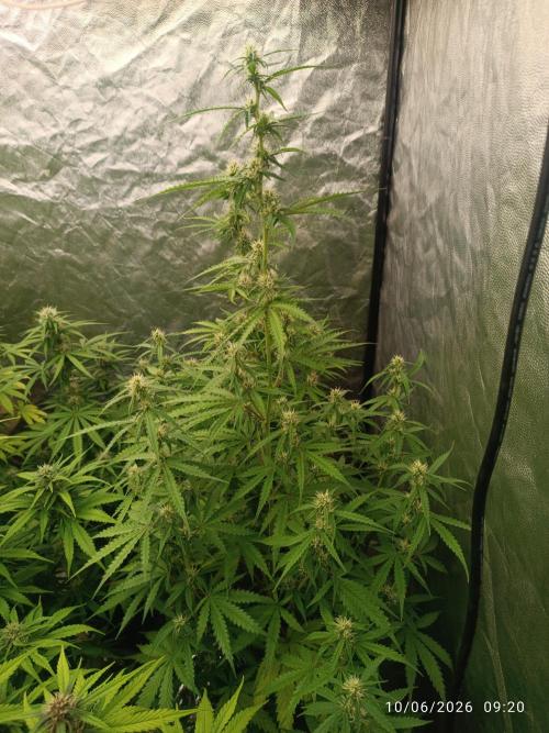 pinapple pulse auro. Week 6