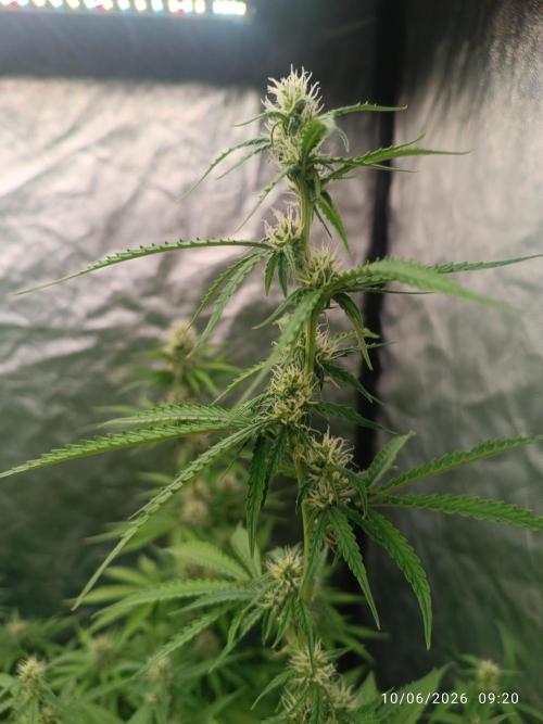 Pineapple Pulse Auto. Week 6