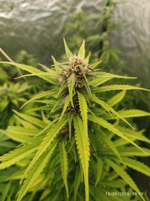 Strawberry 🍓 gorilla 🦍  auto RF 3. Week 7