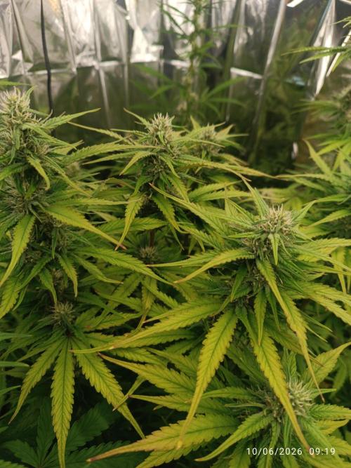 Strawberry 🍓 gorilla 🦍  auto RF 3. Week 7