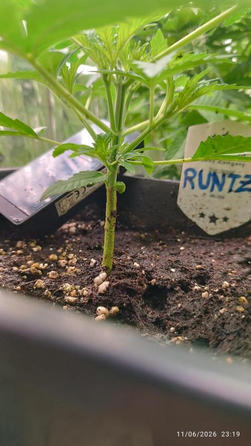 runtz KANNABIA. Week 3
