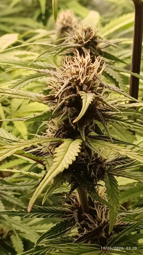 Strawberry 🍓 gorilla 🦍  auto RF 3. Week 7