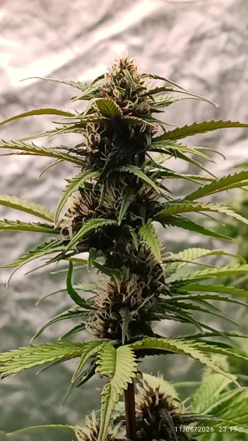 Strawberry 🍓 gorilla 🦍  auto RF 3. Week 7