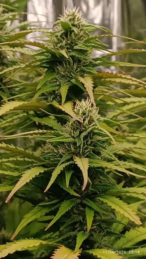 Strawberry 🍓 gorilla 🦍  auto RF 3. Week 7