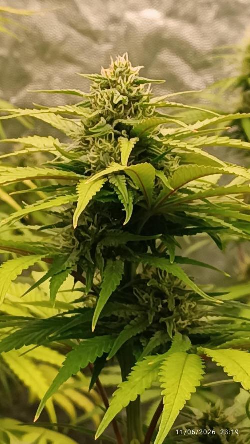 Strawberry 🍓 gorilla 🦍  auto RF 3. Week 7