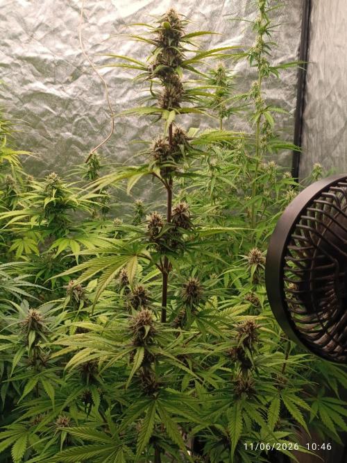 Strawberry 🍓 gorilla 🦍  auto RF 3. Week 7