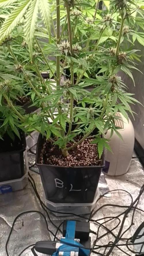 Strawberry 🍓 gorilla 🦍  auto RF 3