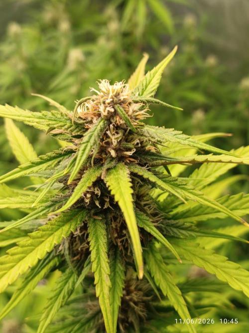 Strawberry 🍓 gorilla 🦍  auto RF 3. Week 7