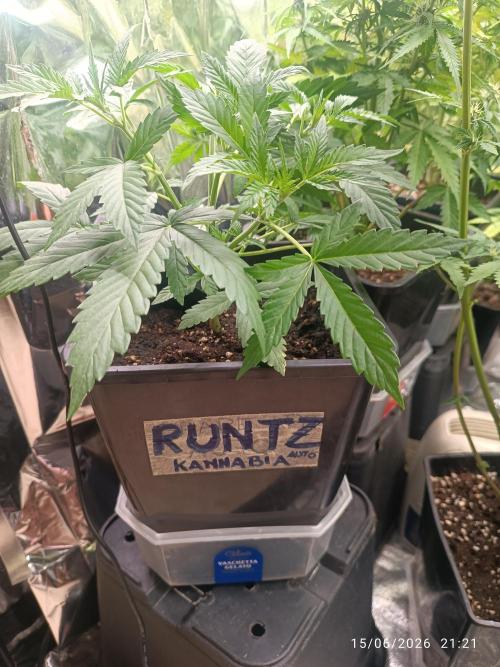 runtz KANNABIA. Week 4
