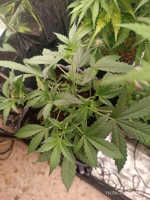 runtz KANNABIA. Week 4