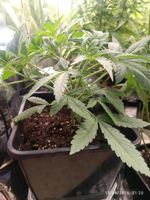runtz KANNABIA. Week 4