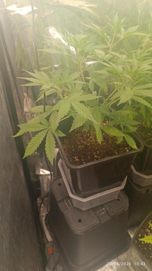 runtz KANNABIA. Week 4