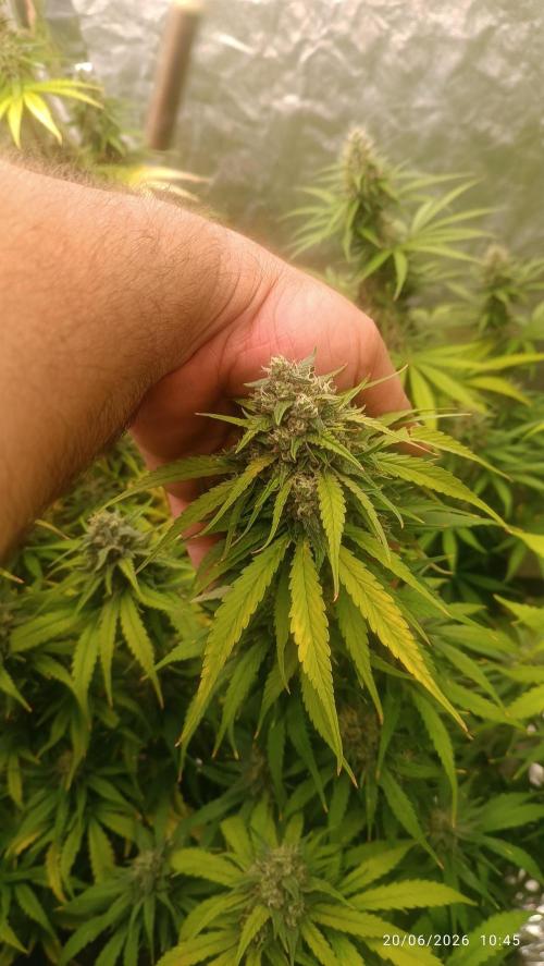 Strawberry 🍓 gorilla 🦍  auto RF 3. Week 8
