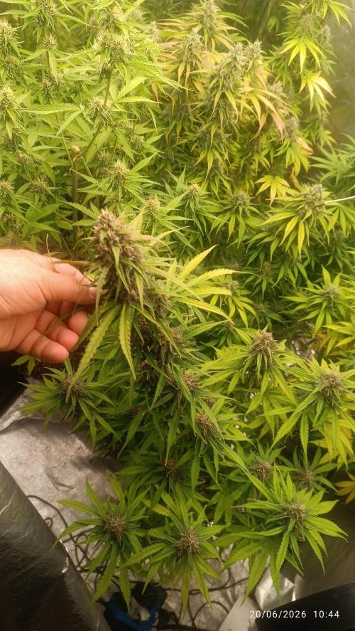 Strawberry 🍓 gorilla 🦍  auto RF 3. Week 8