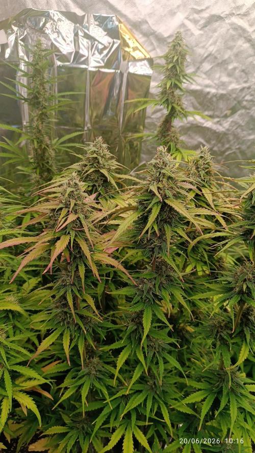Strawberry 🍓 gorilla 🦍  auto RF 3. Week 8