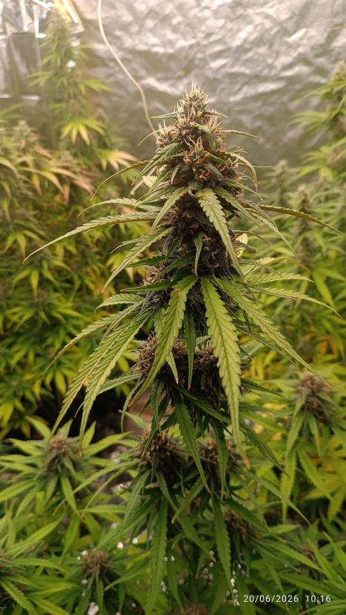 Strawberry 🍓 gorilla 🦍  auto RF 3. Week 8