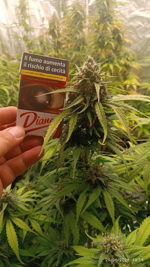 Strawberry 🍓 gorilla 🦍  auto RF 3. Week 8