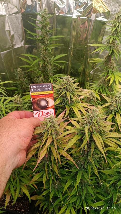 Strawberry 🍓 gorilla 🦍  auto RF 3. Week 8
