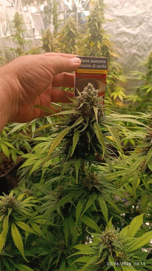 Strawberry Gorilla Auto RF3. Week 8
