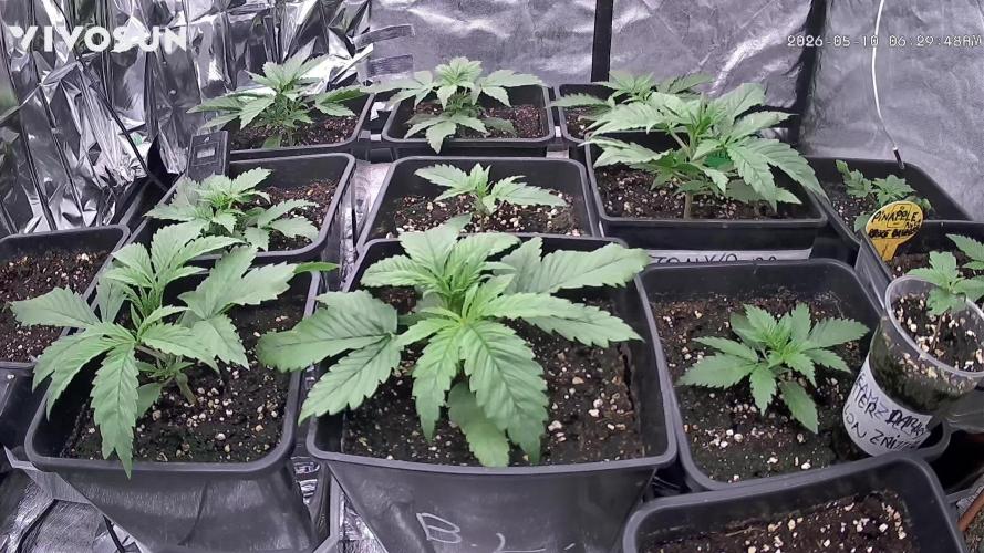 Strawberry 🍓 gorilla 🦍 auto RF 3