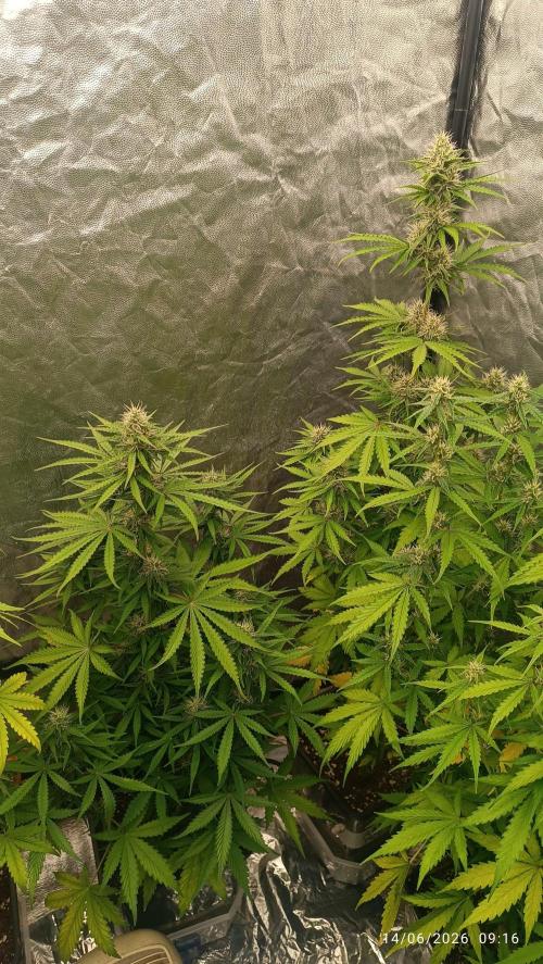 Amnesia Dream xl Auto KANNABIA. Week 7