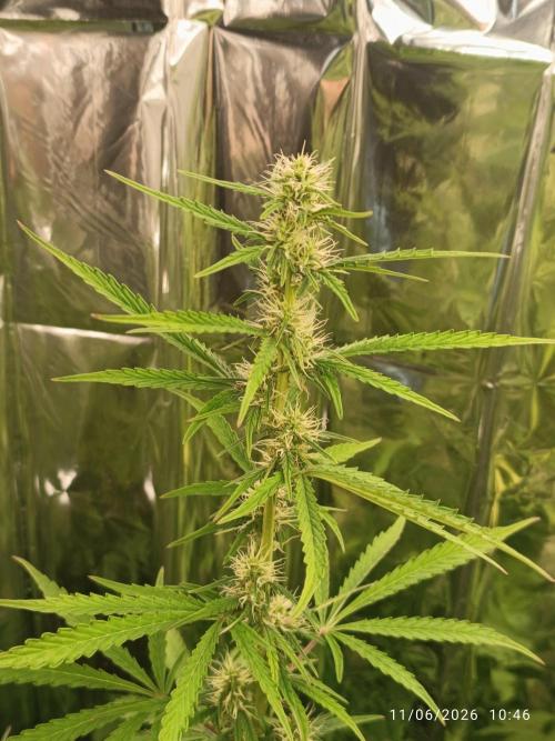 Amnesia Dream xl Auto KANNABIA. Week 7